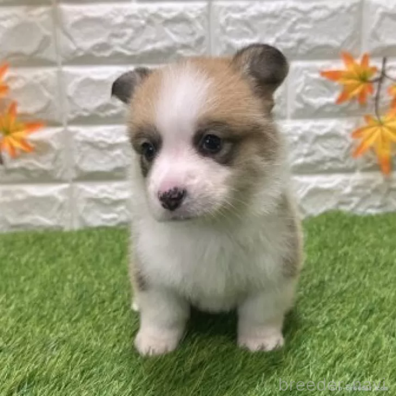 販売中の愛知県のウェルシュコーギーペンブローク-423513の3枚目