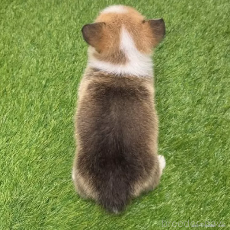 販売中の愛知県のウェルシュコーギーペンブローク-423513の2枚目