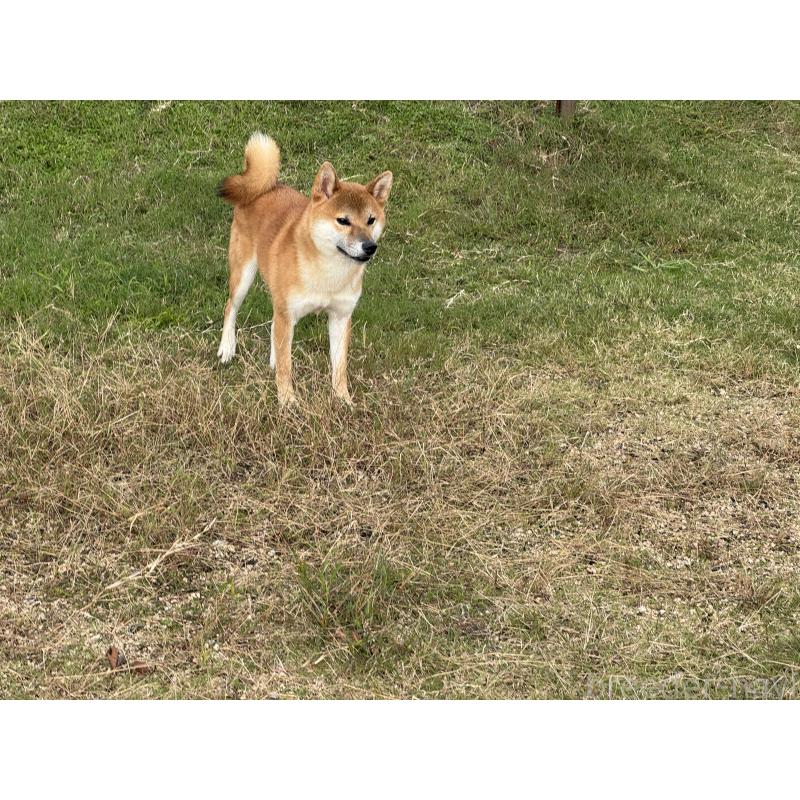 販売中の岡山県の柴犬-415259の2枚目