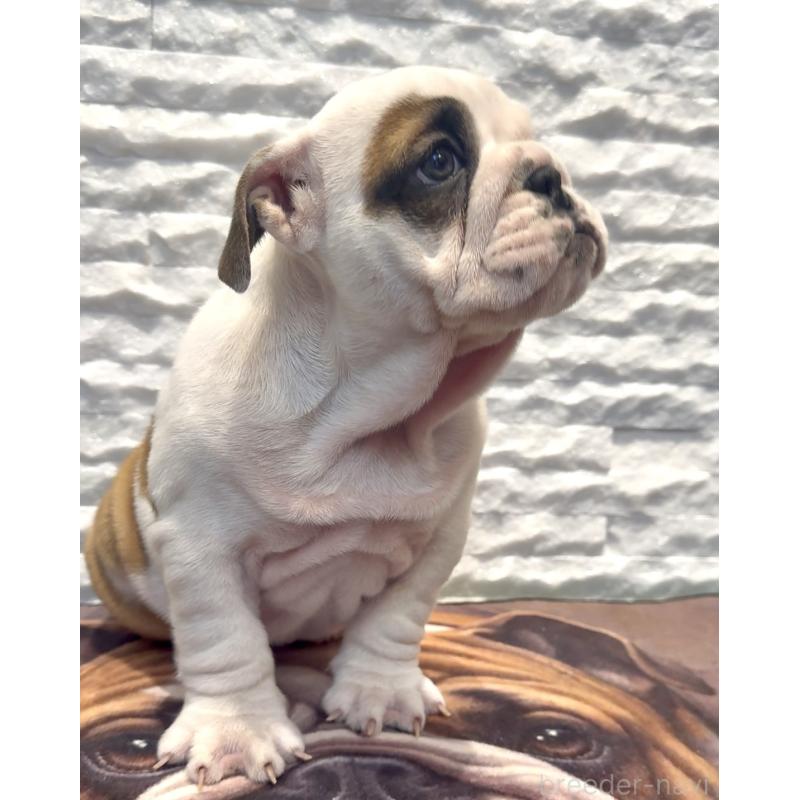 販売中の茨城県のブルドッグ-423514の7枚目