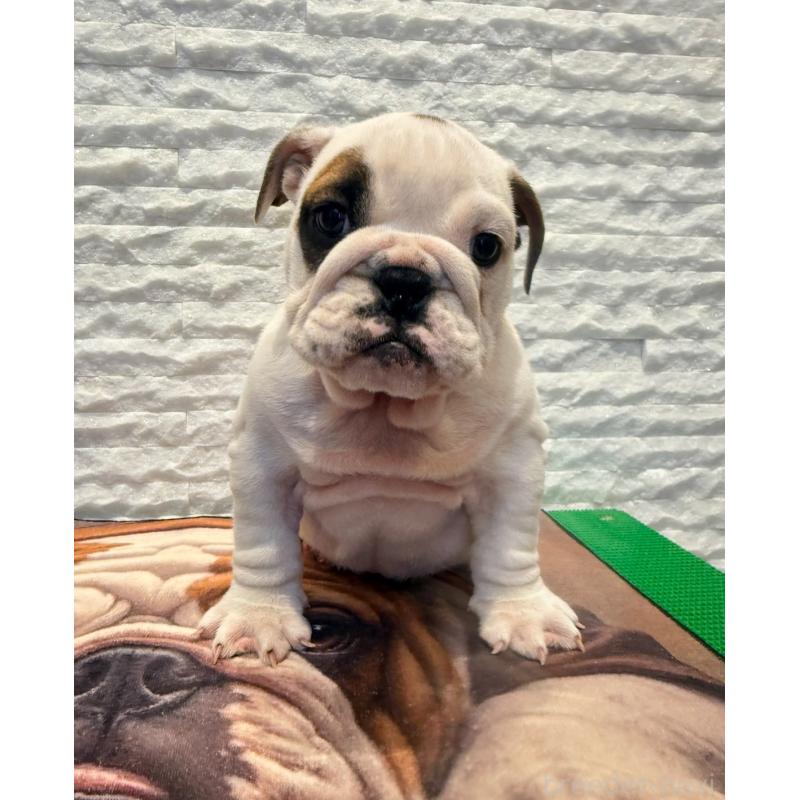 販売中の茨城県のブルドッグ-423514の6枚目