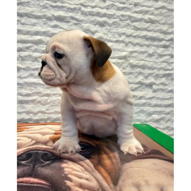 販売中の茨城県のブルドッグ-423514の5枚目