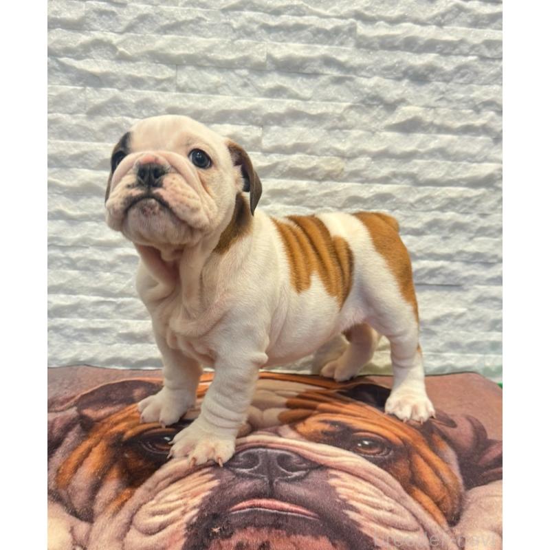 販売中の茨城県のブルドッグ-423514の4枚目