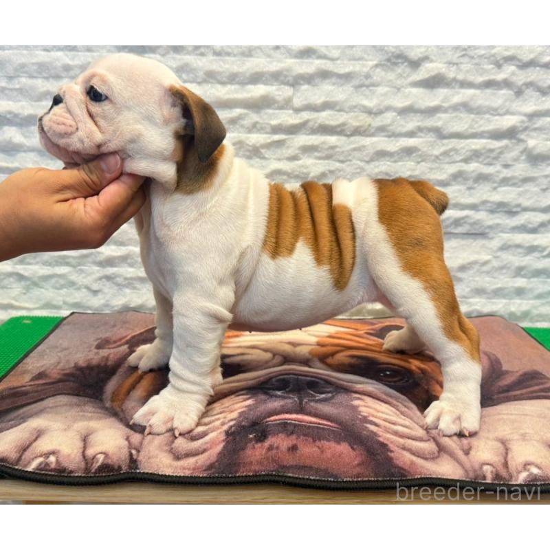 販売中の茨城県のブルドッグ-423514の3枚目