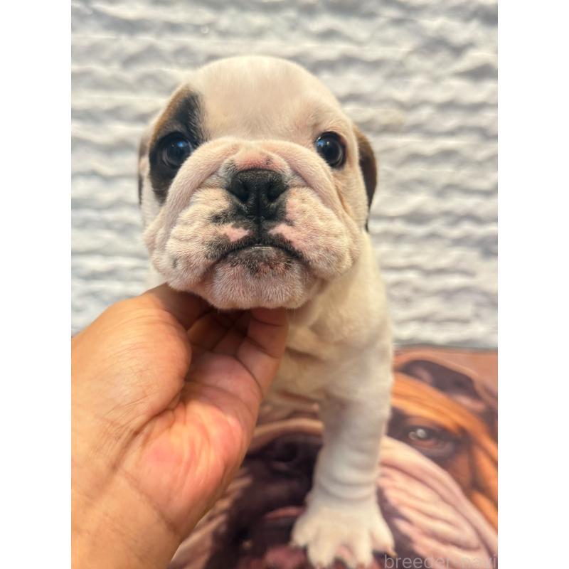 販売中の茨城県のブルドッグ-423514の2枚目