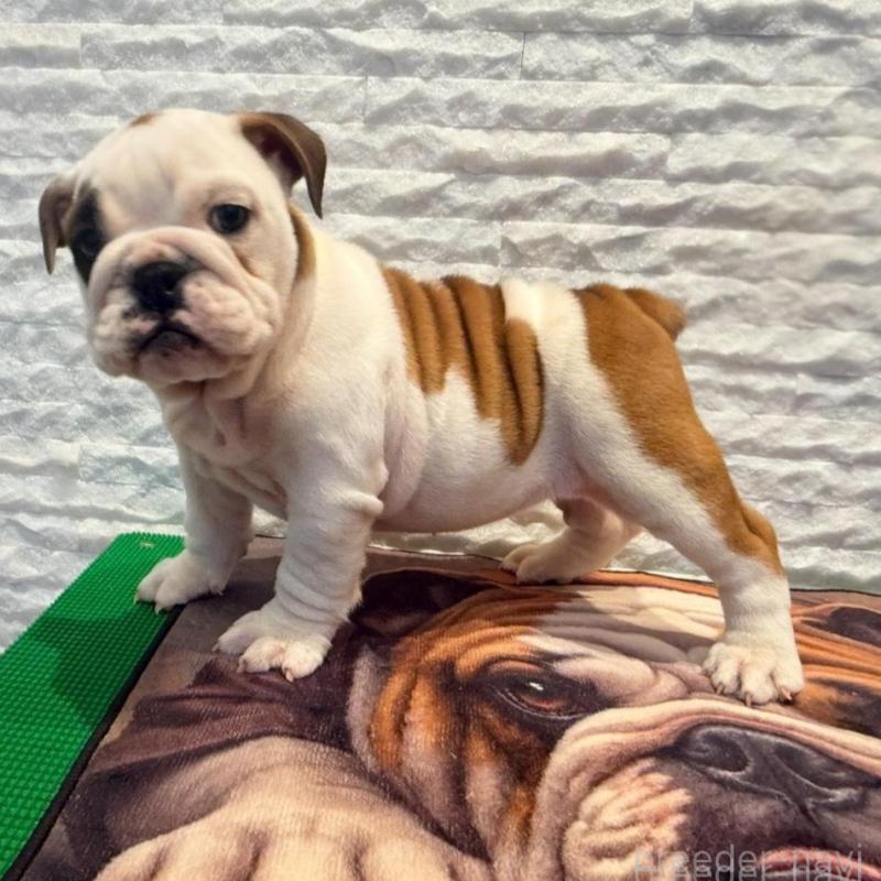 販売中の茨城県のブルドッグ-423514の1枚目