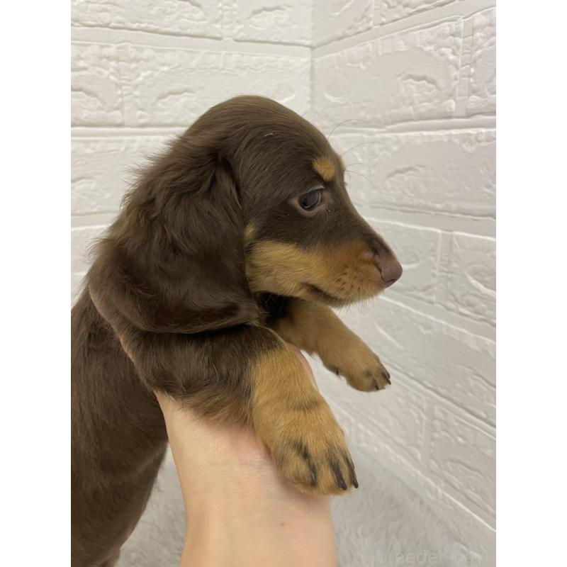 成約済の岡山県のミニチュアダックスフンド(ロングヘアード)-419480の5枚目