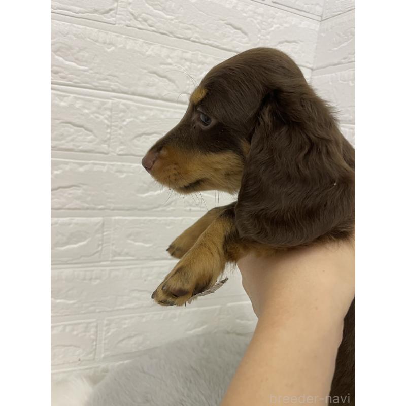 成約済の岡山県のミニチュアダックスフンド(ロングヘアード)-419480の4枚目