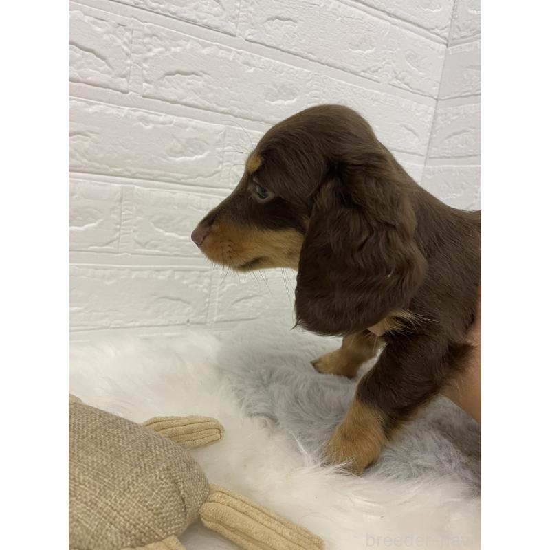 成約済の岡山県のミニチュアダックスフンド(ロングヘアード)-419480の3枚目