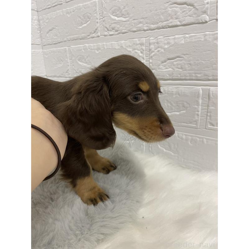 成約済の岡山県のミニチュアダックスフンド(ロングヘアード)-419480の2枚目