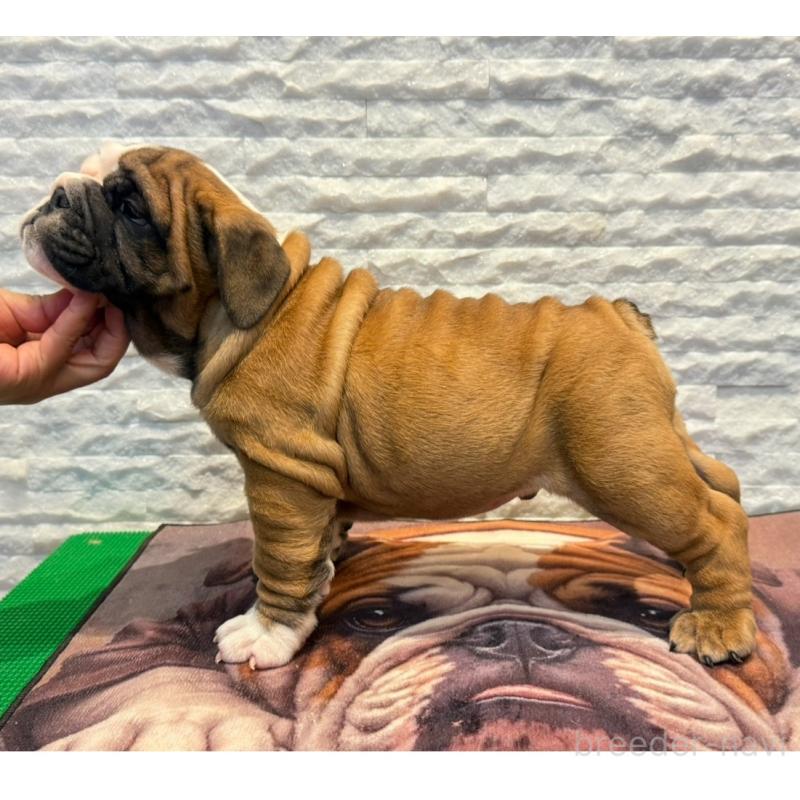 販売中の茨城県のブルドッグ-423516の7枚目