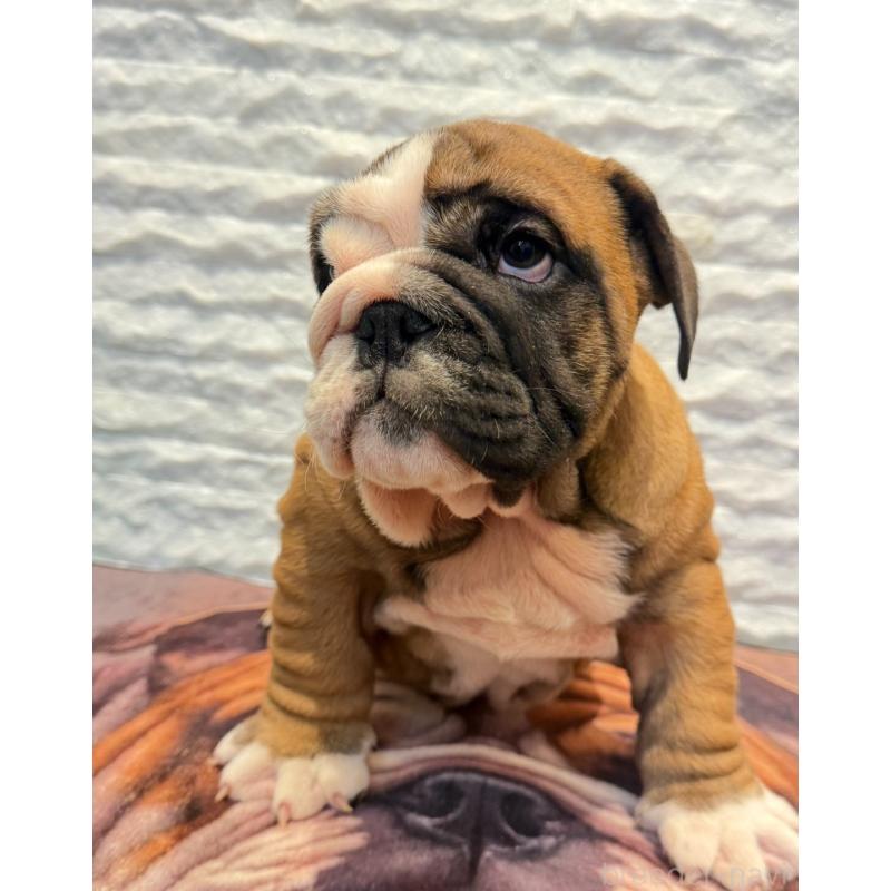 販売中の茨城県のブルドッグ-423516の6枚目