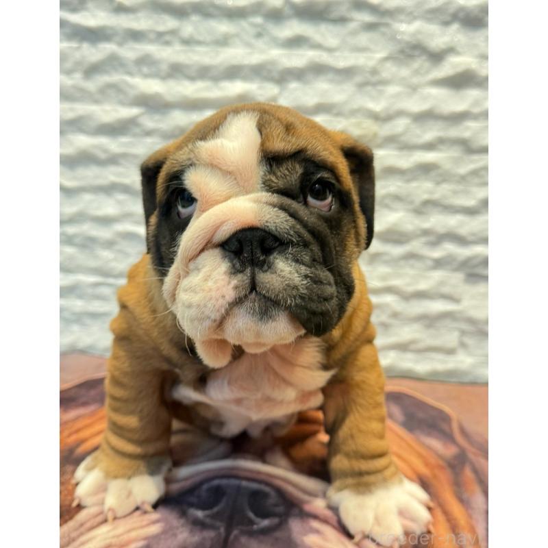 販売中の茨城県のブルドッグ-423516の5枚目