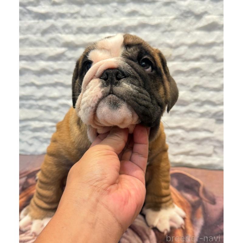 販売中の茨城県のブルドッグ-423516の4枚目