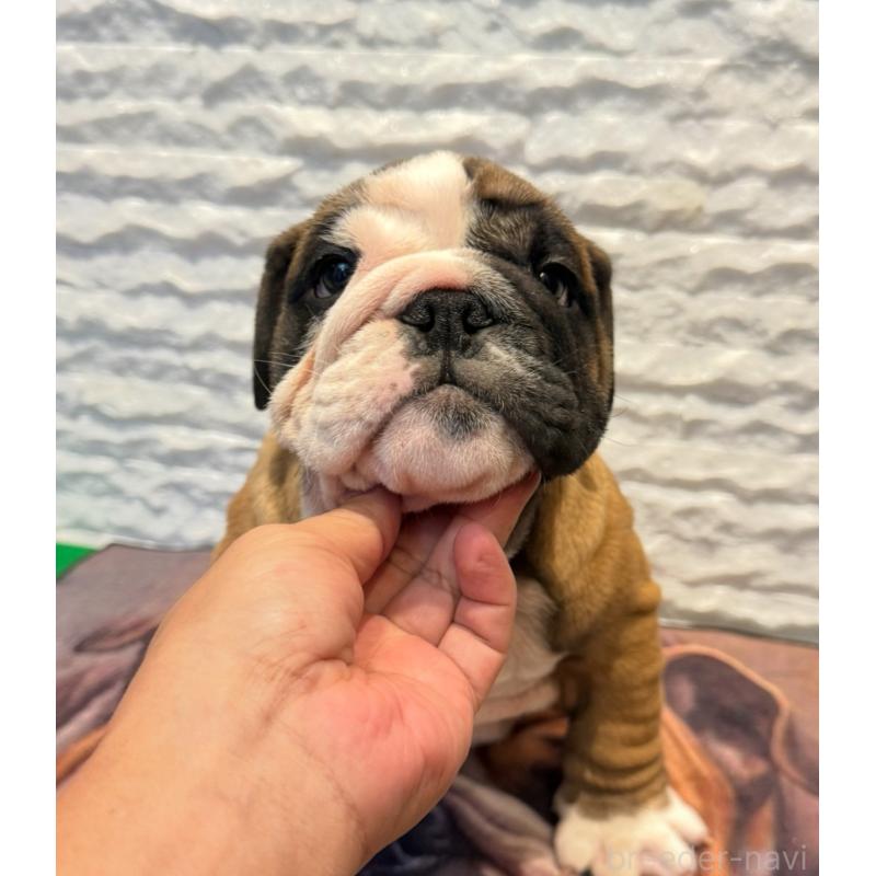 販売中の茨城県のブルドッグ-423516の2枚目