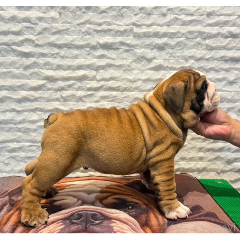 販売中の茨城県のブルドッグ-423516の3枚目