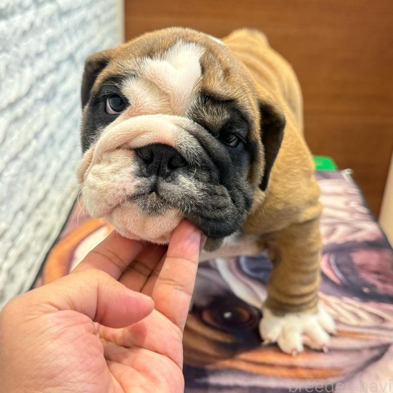 販売中の茨城県のブルドッグ-423516