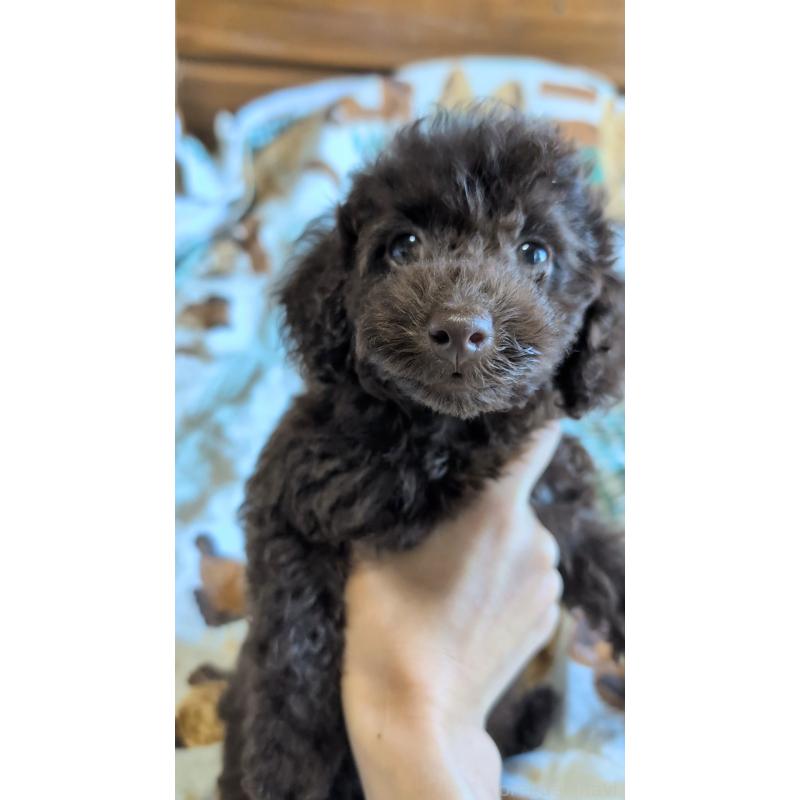 販売中の熊本県のタイニープードル-423519の6枚目