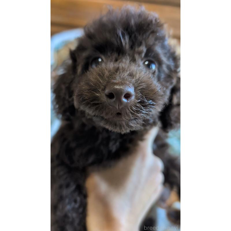 販売中の熊本県のタイニープードル-423519の5枚目