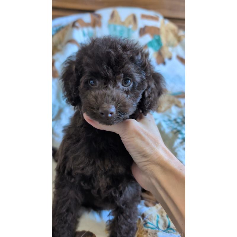 販売中の熊本県のタイニープードル-423519の4枚目