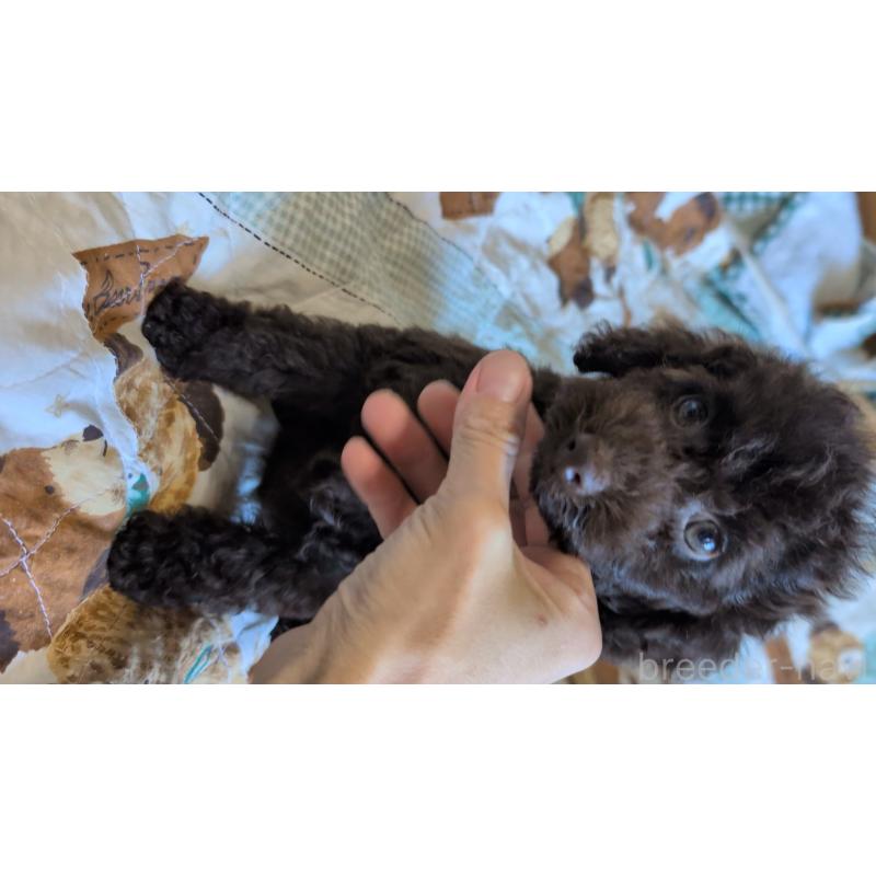 販売中の熊本県のタイニープードル-423519の3枚目