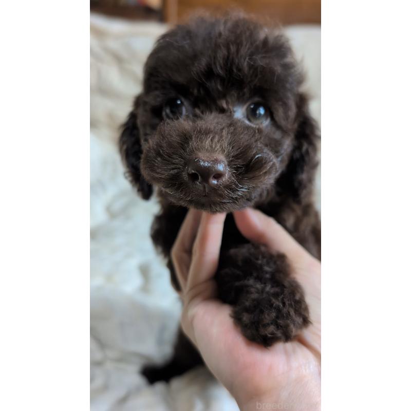 販売中の熊本県のタイニープードル-423519の2枚目