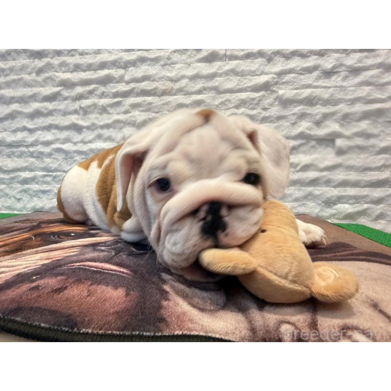 販売中の茨城県のブルドッグ-423517の7枚目
