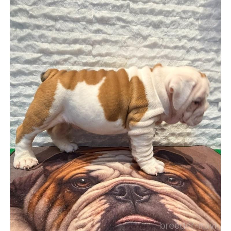 販売中の茨城県のブルドッグ-423517の6枚目