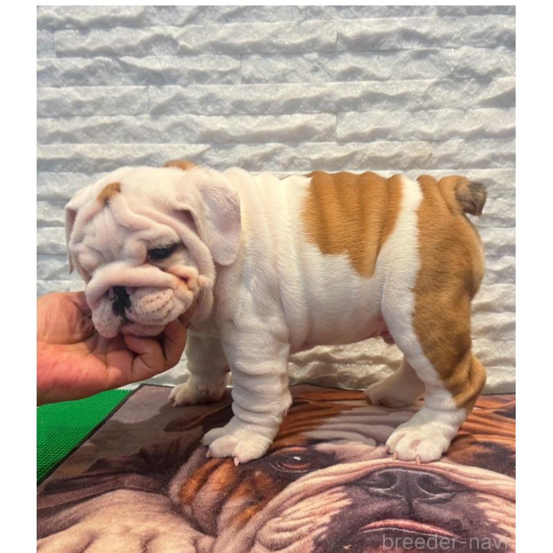 販売中の茨城県のブルドッグ-423517の5枚目