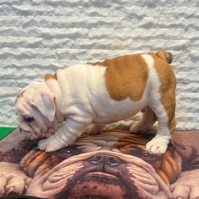 販売中の茨城県のブルドッグ-423517の4枚目