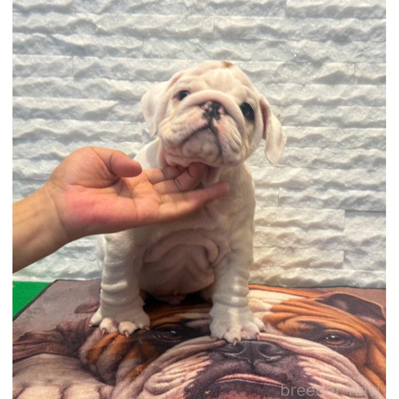 販売中の茨城県のブルドッグ-423517の3枚目