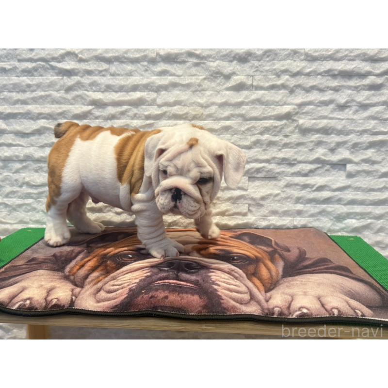 販売中の茨城県のブルドッグ-423517の2枚目