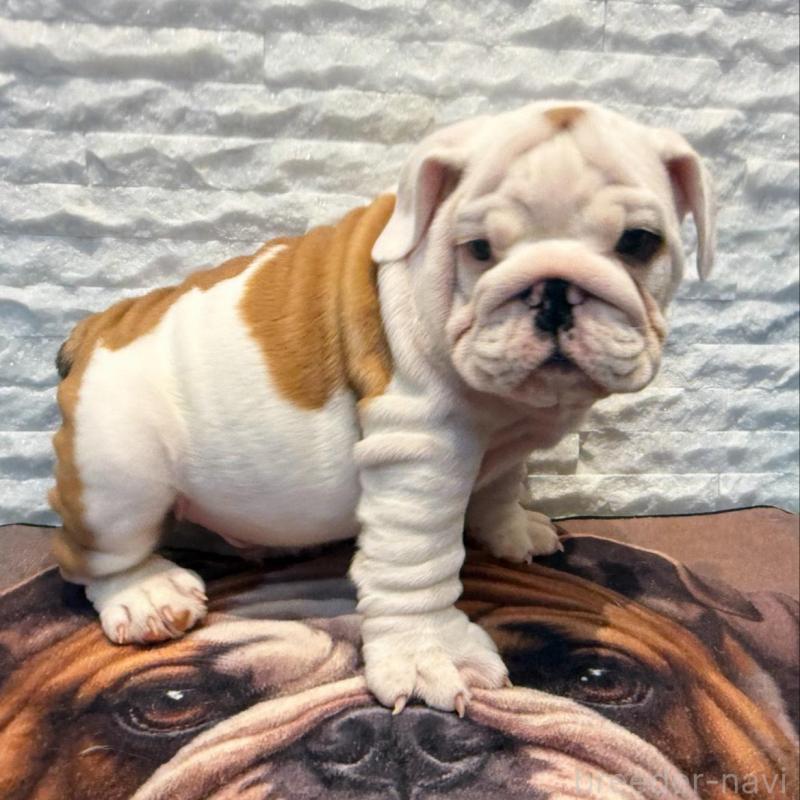 販売中の茨城県のブルドッグ-423517