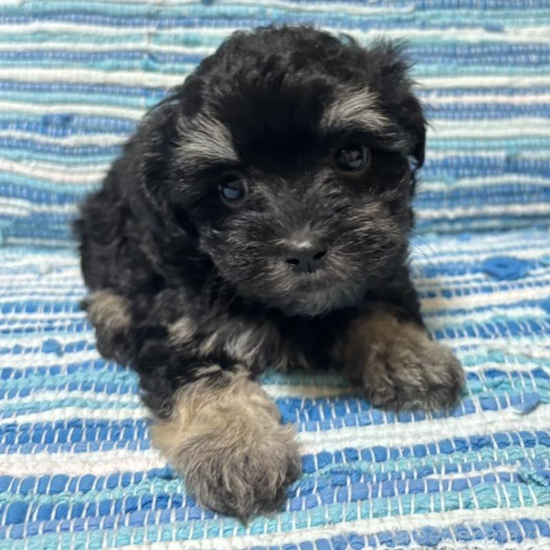 販売中の宮崎県のマルプー:マルチーズ×トイプードル-423518の1枚目