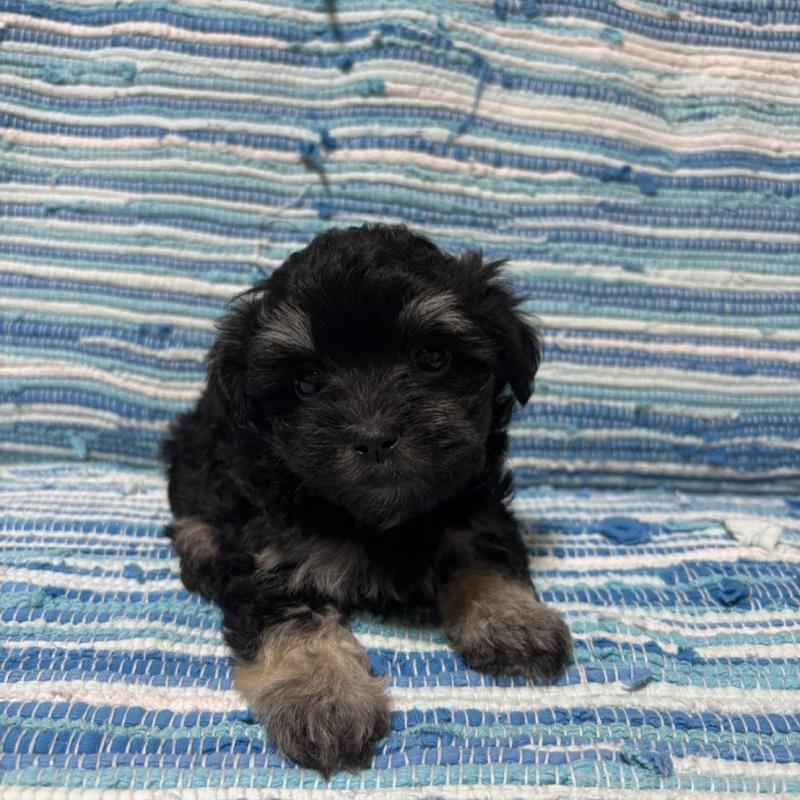 販売中の宮崎県のマルプー:マルチーズ×トイプードル-423518の6枚目