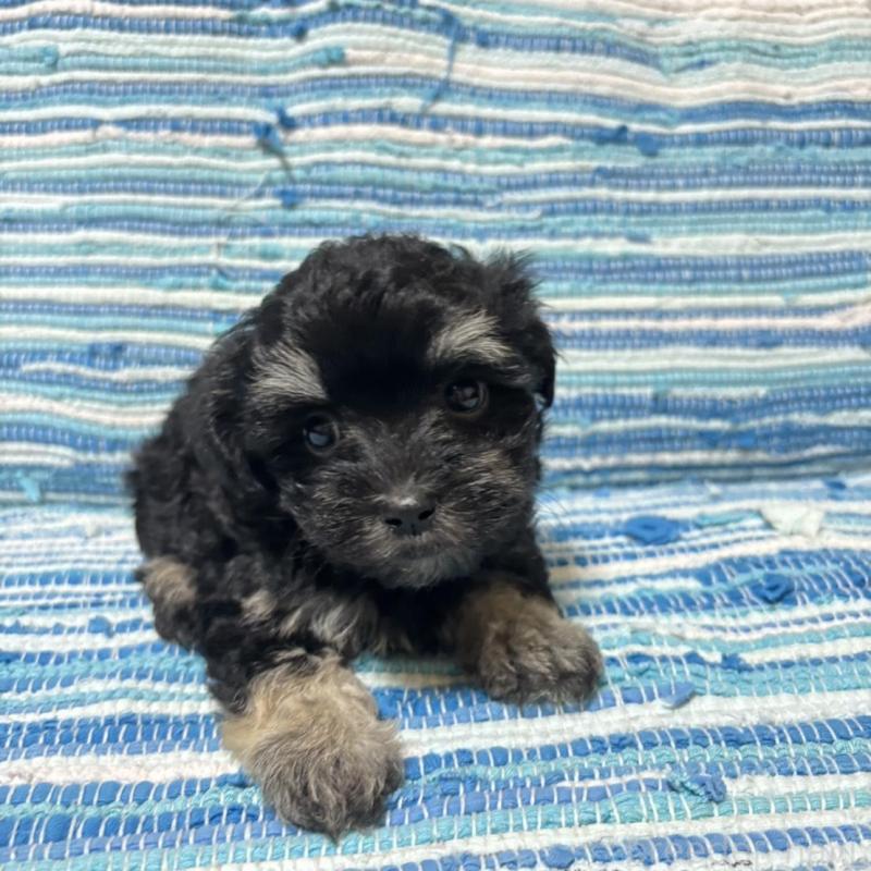 販売中の宮崎県のマルプー:マルチーズ×トイプードル-423518の5枚目