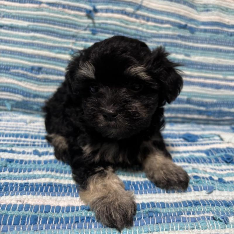 販売中の宮崎県のマルプー:マルチーズ×トイプードル-423518の4枚目