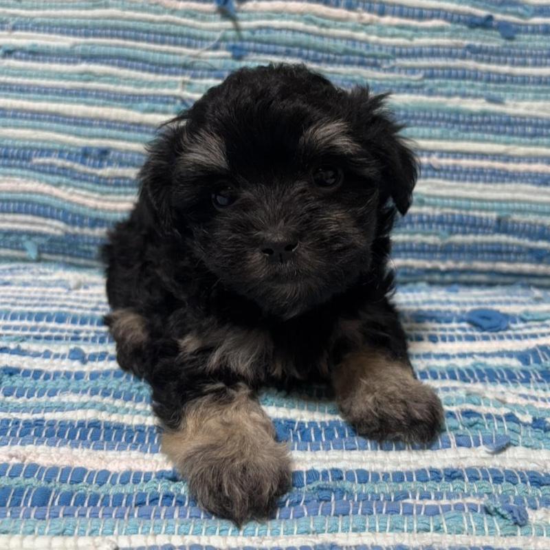 販売中の宮崎県のマルプー:マルチーズ×トイプードル-423518の3枚目