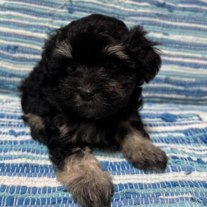 販売中の宮崎県のマルプー:マルチーズ×トイプードル-423518の2枚目