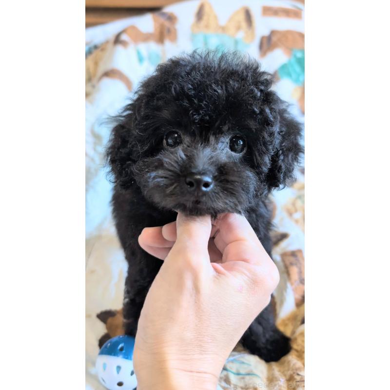 販売中の熊本県のタイニープードル-423522の6枚目