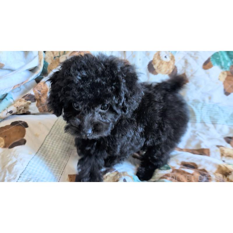 販売中の熊本県のタイニープードル-423522の5枚目