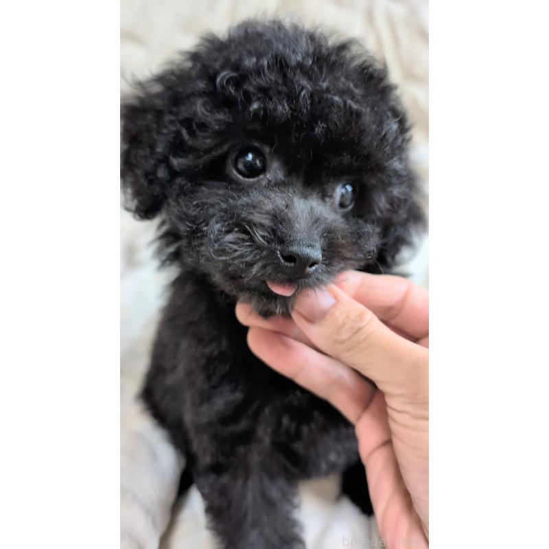 販売中の熊本県のタイニープードル-423522の4枚目