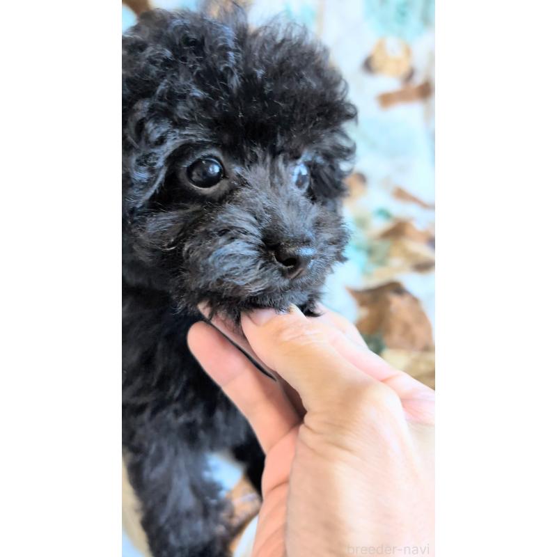 販売中の熊本県のタイニープードル-423522の3枚目