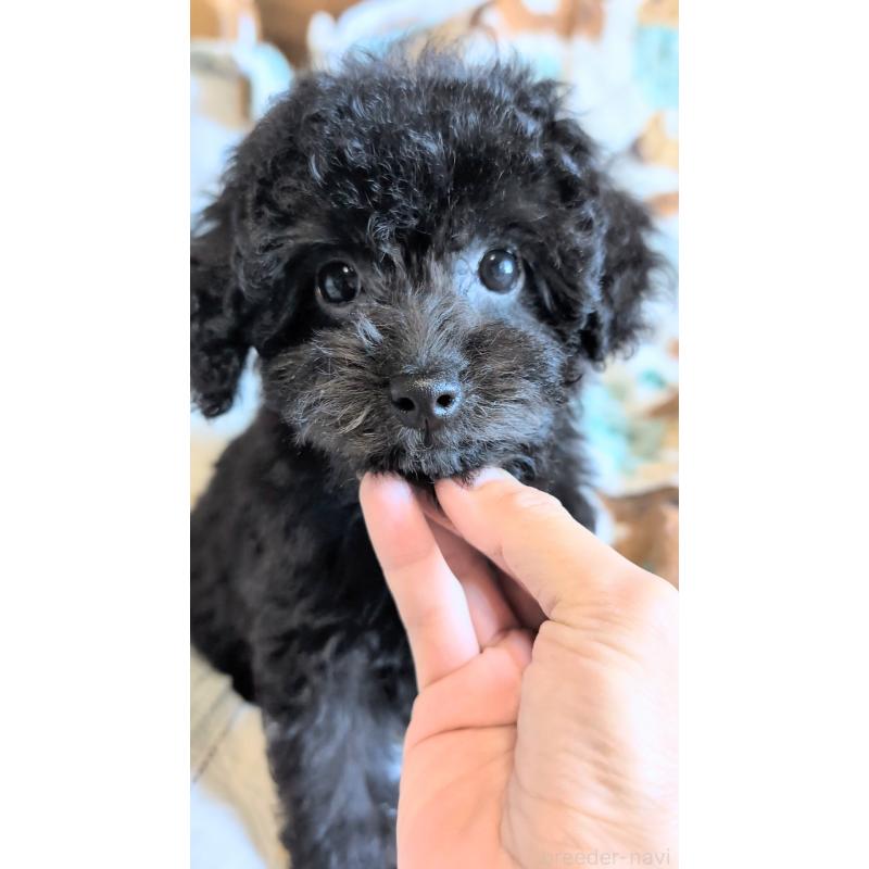 販売中の熊本県のタイニープードル-423522の2枚目
