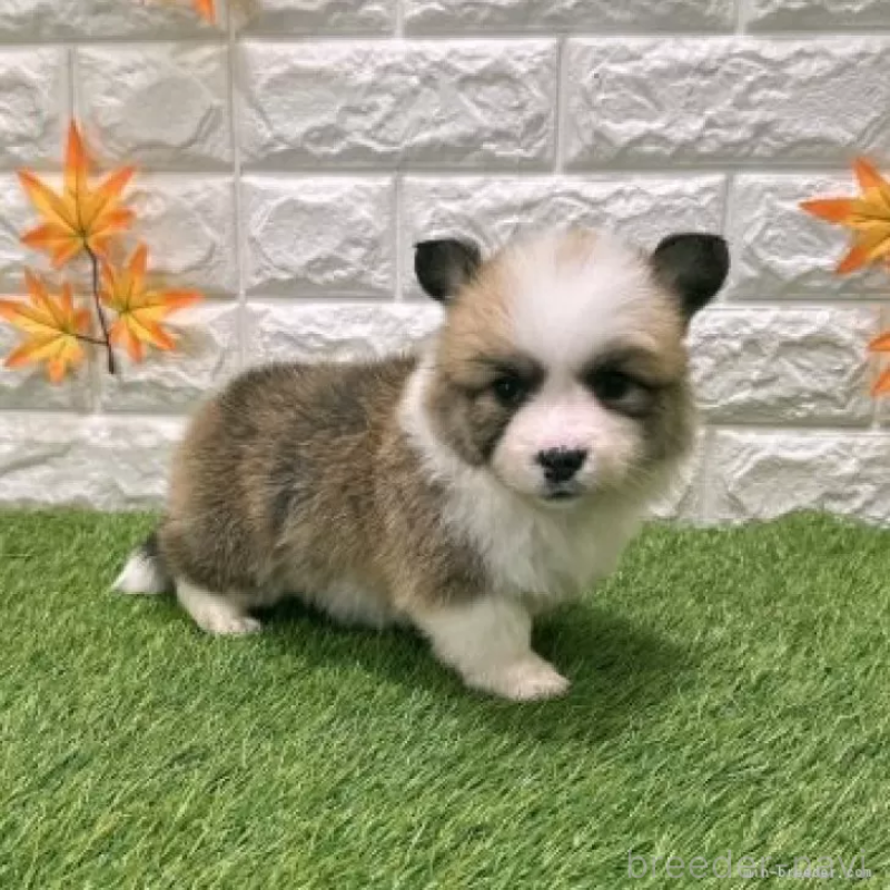 販売中の愛知県のウェルシュコーギーペンブローク-423520の5枚目