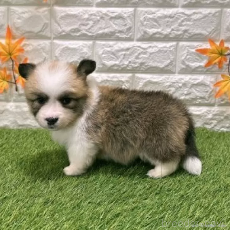 販売中の愛知県のウェルシュコーギーペンブローク-423520の4枚目