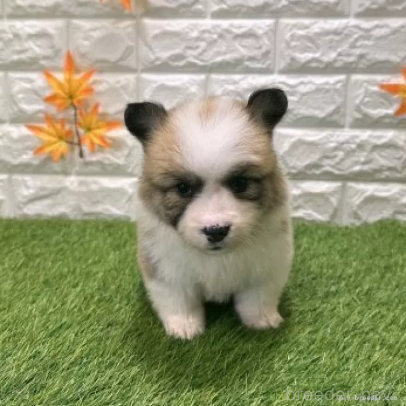 販売中の愛知県のウェルシュコーギーペンブローク-423520の3枚目