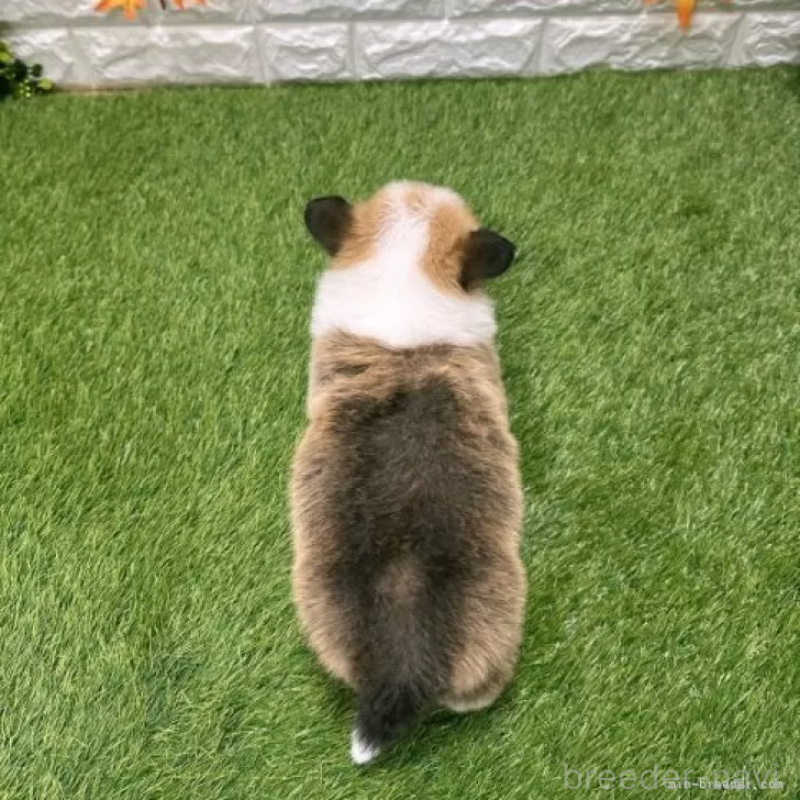 販売中の愛知県のウェルシュコーギーペンブローク-423520の2枚目