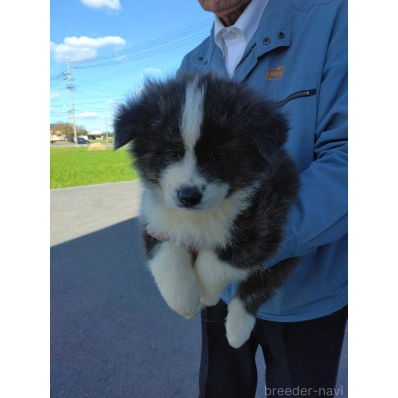 販売中の福岡県の秋田犬-423521の4枚目