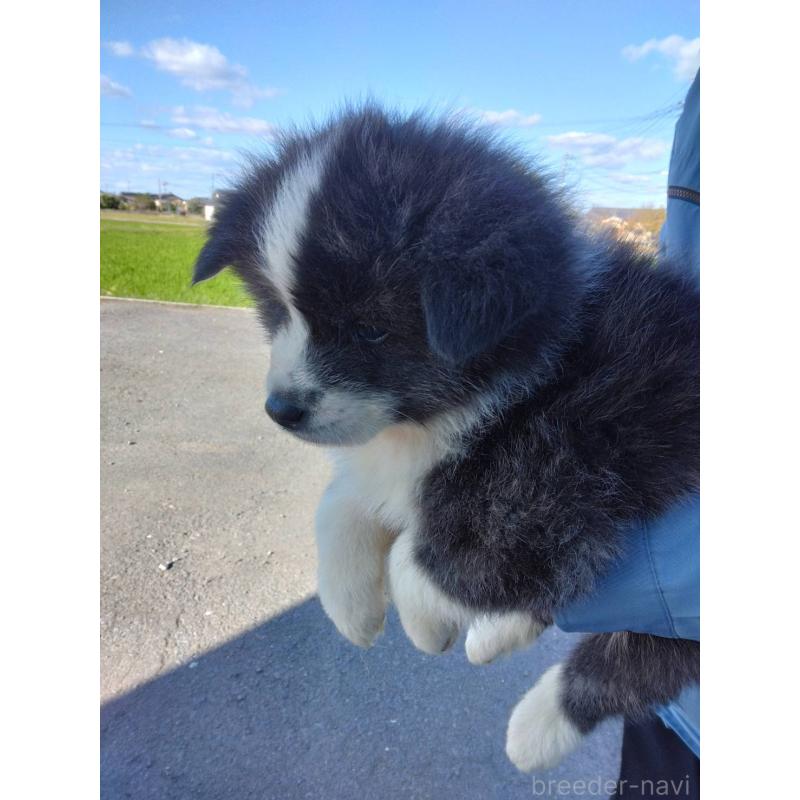 販売中の福岡県の秋田犬-423521の2枚目